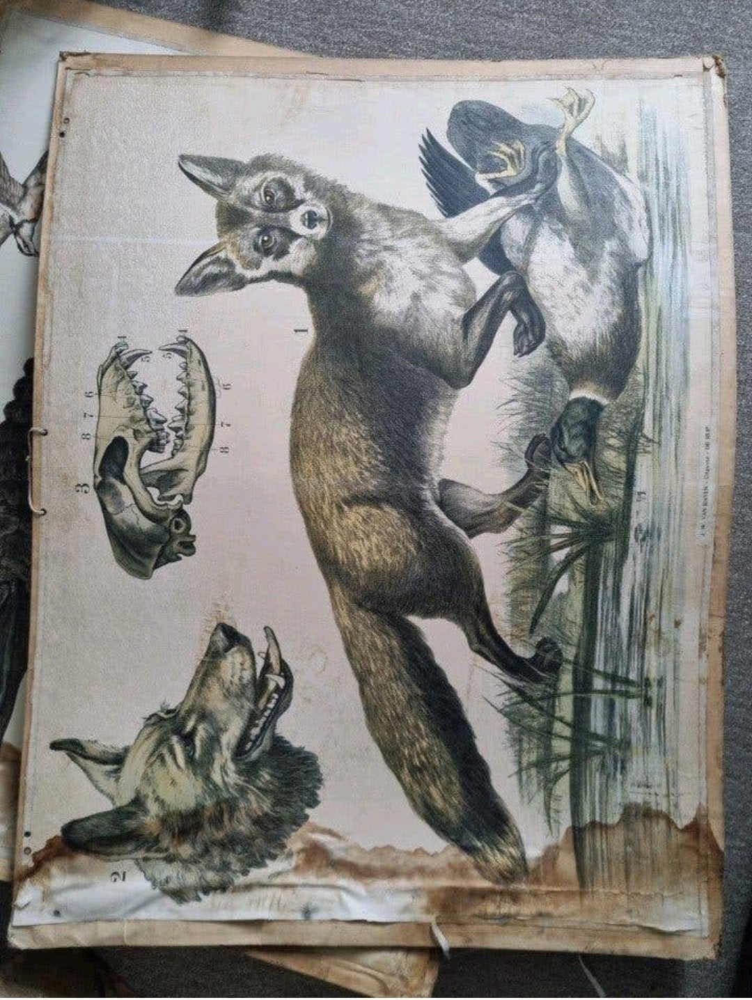 28 schoolplaten voor maar €100,-!!! Bijna allen dier gerelat, Ophalen, Natuur en Biologie