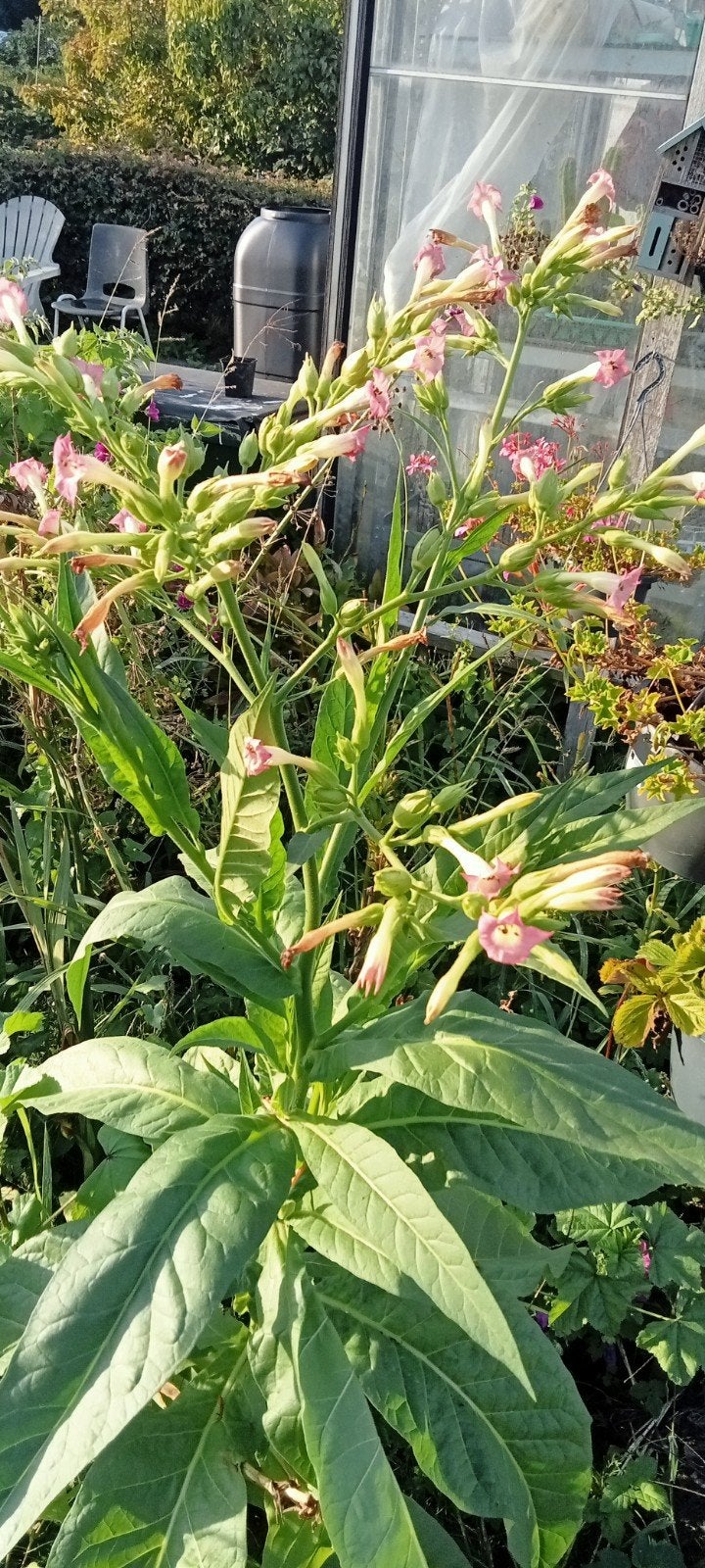 Nicotiana tabacum Tennessee Burley zaden, Ophalen of Verzenden, Voorjaar, Volle zon, Zaad