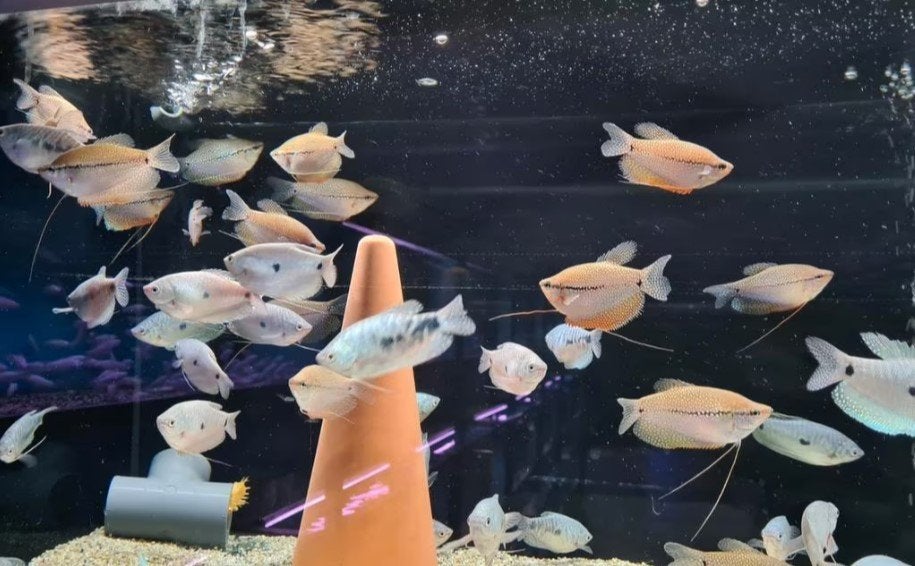 Trichogaster Gourami Mix Diamant blauw- Koidream Valburg, Dieren en Toebehoren, Vis, Zoetwatervis