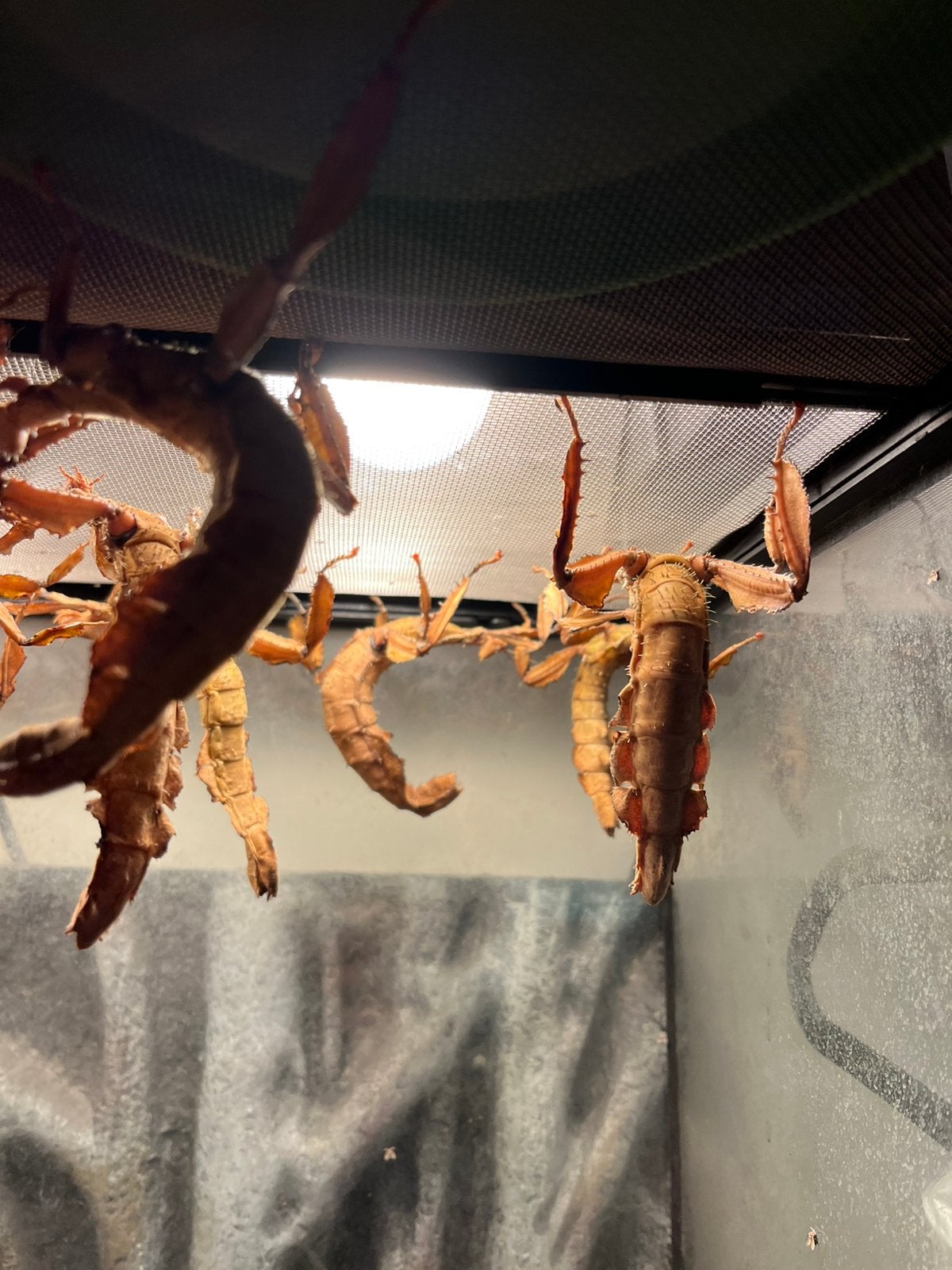 Gratis flappentakken, 0 tot 2 jaar