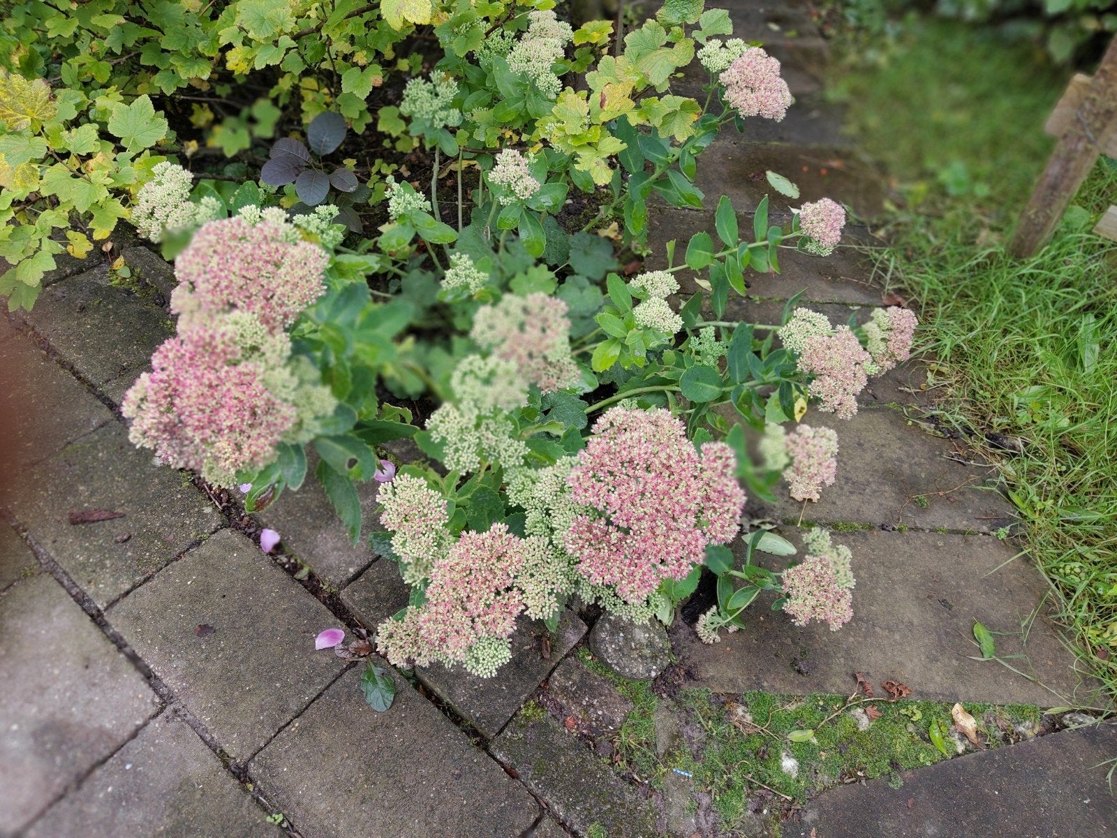Sedum uit volle grond, Ophalen, Vaste plant, Overige soorten, Volle zon