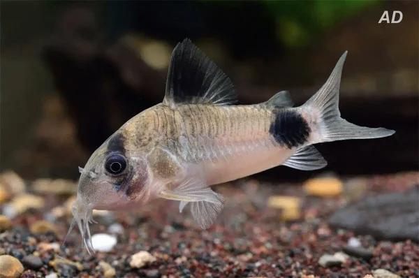 Corydoras Panda, Dieren en Toebehoren, Vis, Zoetwatervis