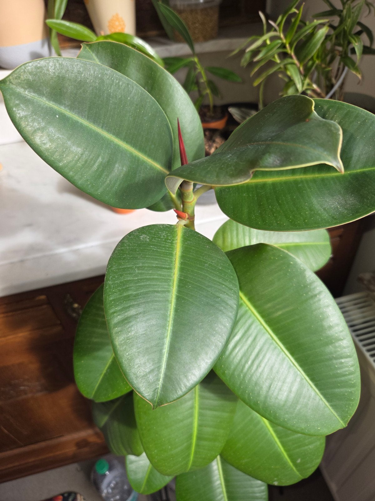 ficus elastica