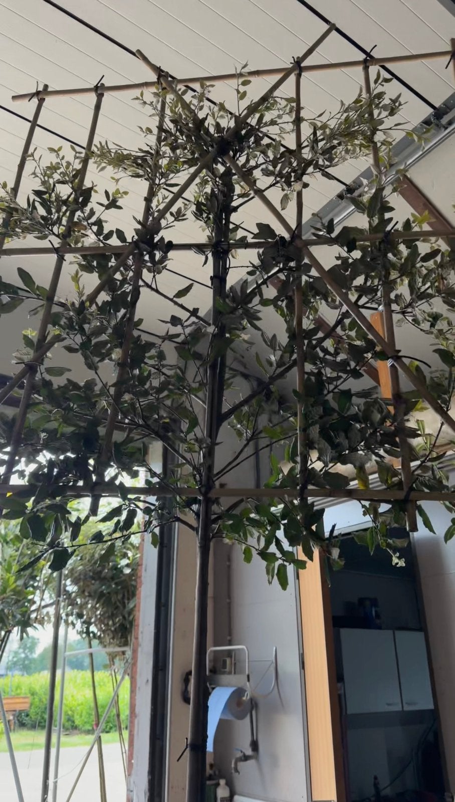 Leibomen ACTIE! Leiboom Steeneik - Quercus ilex, Tuin en Terras, Ophalen of Verzenden