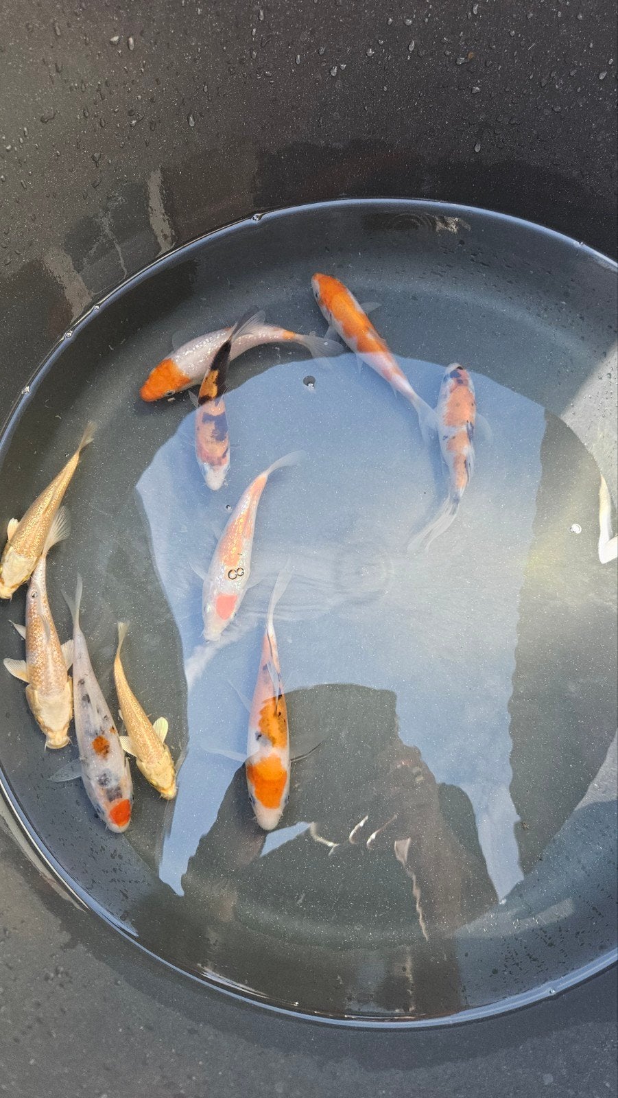 Tosai koi en baby koi, Karper of Koi