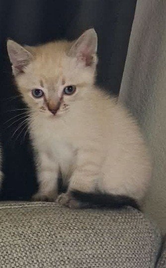 siameesjes tabby point kittens, Meerdere dieren, Ontwormd, 0 tot 2 jaar