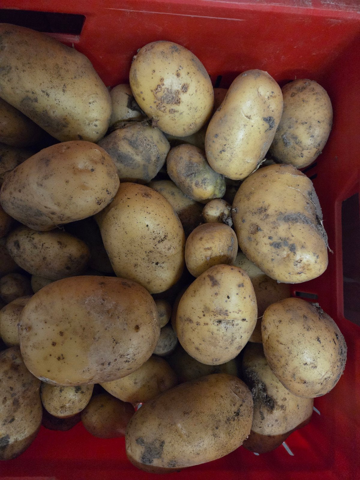 Nieuwe oogst Frieslander aardappelen, vers uit de grond, Diversen, Levensmiddelen, Ophalen