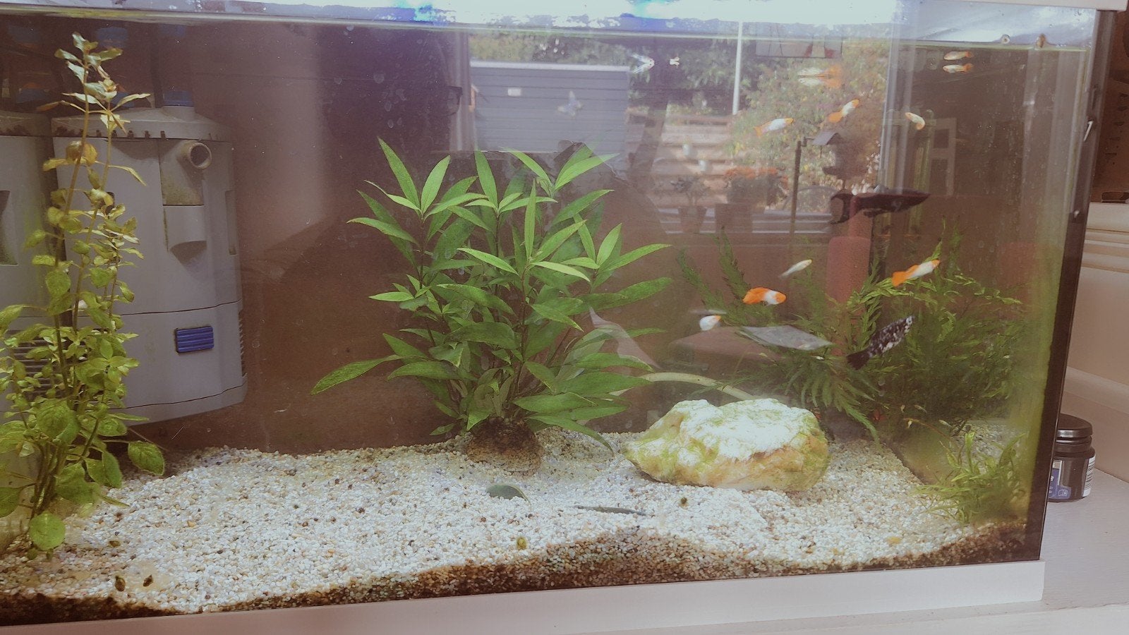 Gratis af halen jonge oranje wit Guppy's, Ophalen, Plant(en), Steen of Hout