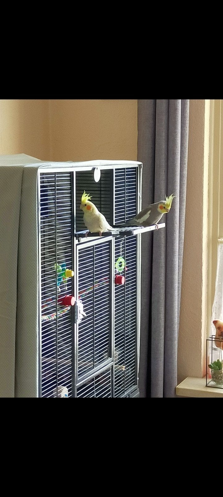 Valkparkieten, Dieren en Toebehoren, Ophalen, Zo goed als nieuw, Metaal, Vogelkooi