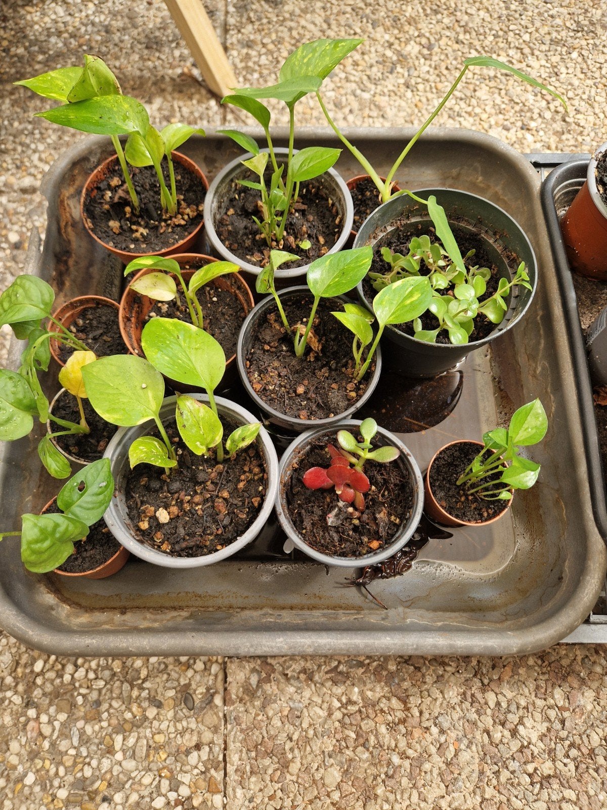 Diverse stekjes, Huis en Inrichting, Kamerplanten, Ophalen, Overige soorten, Halfschaduw, Minder dan 100 cm