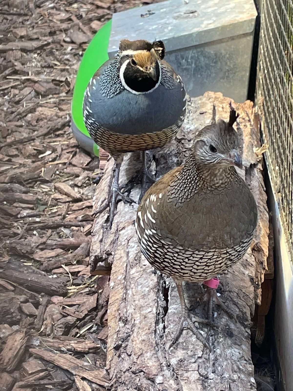californische kuifkwartels koppels, Meerdere dieren, Geringd