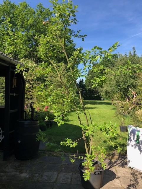 Boswilg / Salix Caprea . ongeveer 3 meter hoog . staat in de, Ophalen, Overige soorten, Struik, 250 cm of meer