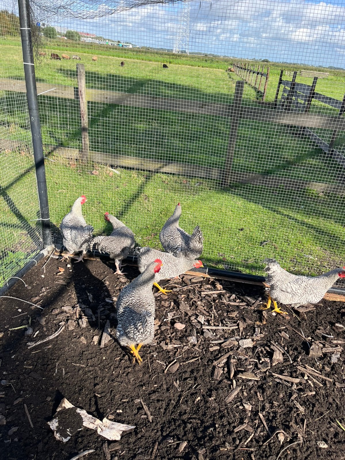 Noord hollandse blauwe.   Hanen., Dieren en Toebehoren, Mannelijk, Kip