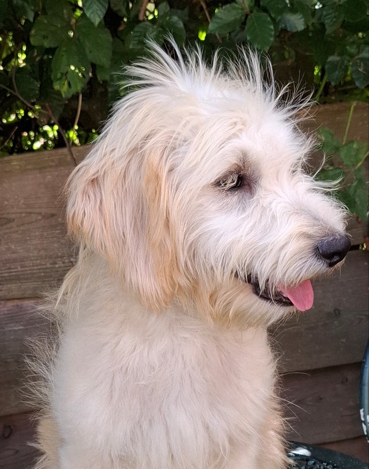 super mooie gezonde golden doodle pup, Dieren en Toebehoren, Parvo, 15 weken tot 1 jaar, Meerdere, Meerdere dieren