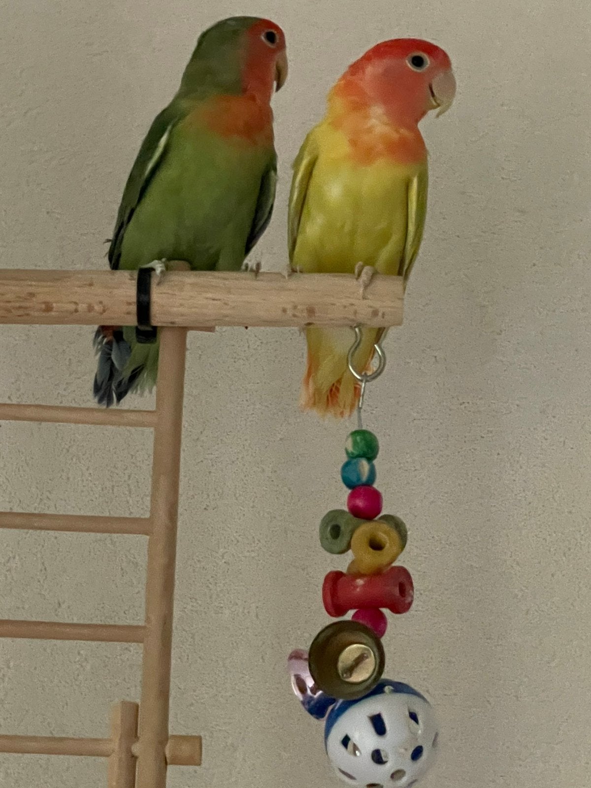Lieve Jonge en Hand Tamme Agapornis Dwergpapegaai Lovebird, Meerdere dieren, Dwergpapegaai of Agapornis, Tam