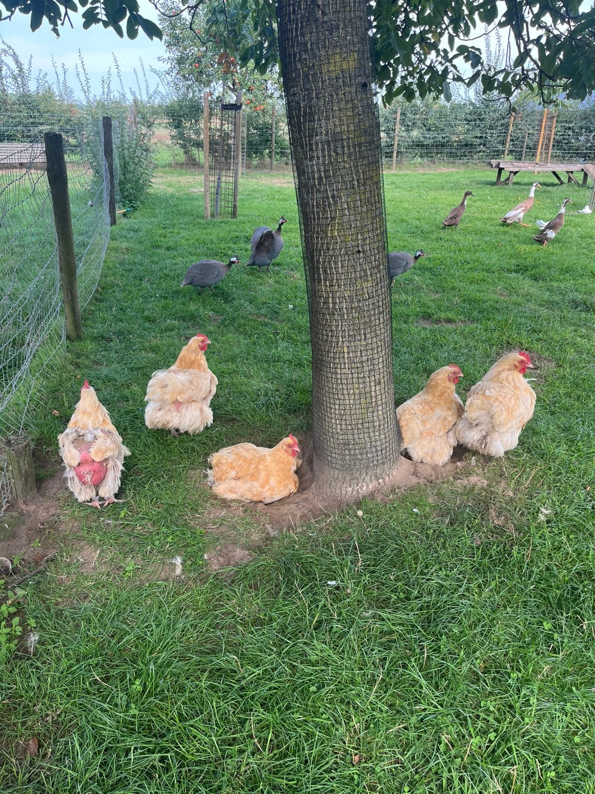 Kippen orpington buff kleur, Dieren en Toebehoren, Vrouwelijk, Kip