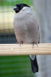 Gezocht: Europese goudvink pop, Vrouwelijk, Wildzangvogel, Geringd