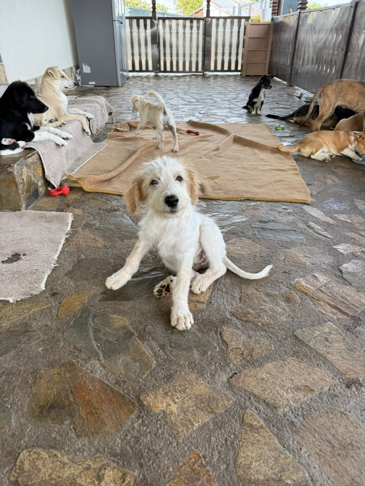 Puppy reu/reu ter adoptie middelgroot, Dieren en Toebehoren, Particulier, 15 weken tot 1 jaar, Buitenland, Meerdere