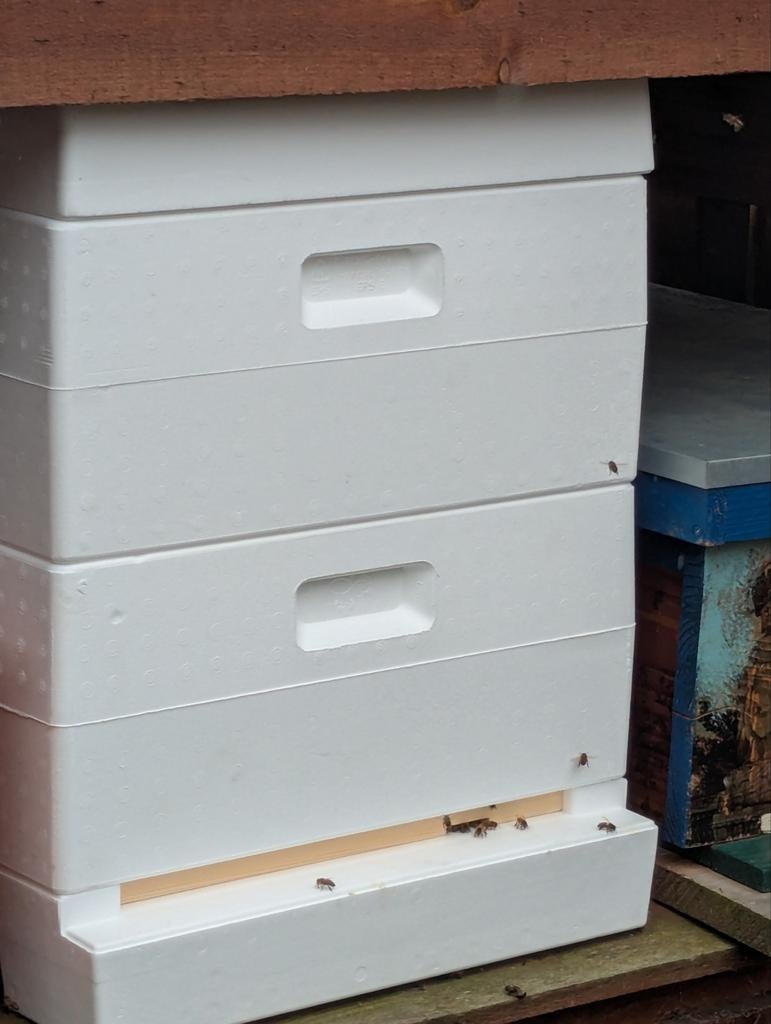 Segeberger bijenkast met 2 broedkamers met carnica bijen, Dieren en Toebehoren, Bijen