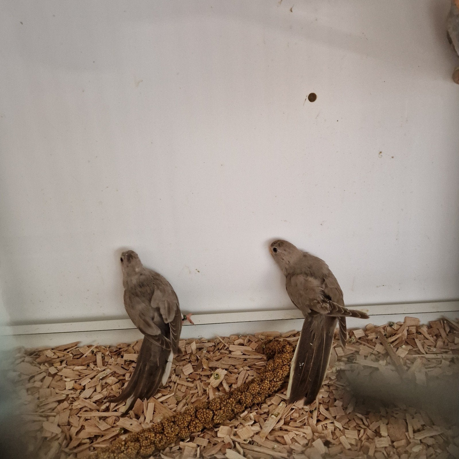 Spendid cinamon, Dieren en Toebehoren, Vogels | Overige Vogels, Vrouwelijk