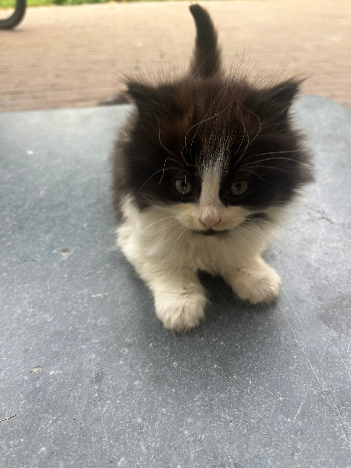Kittens tekoop