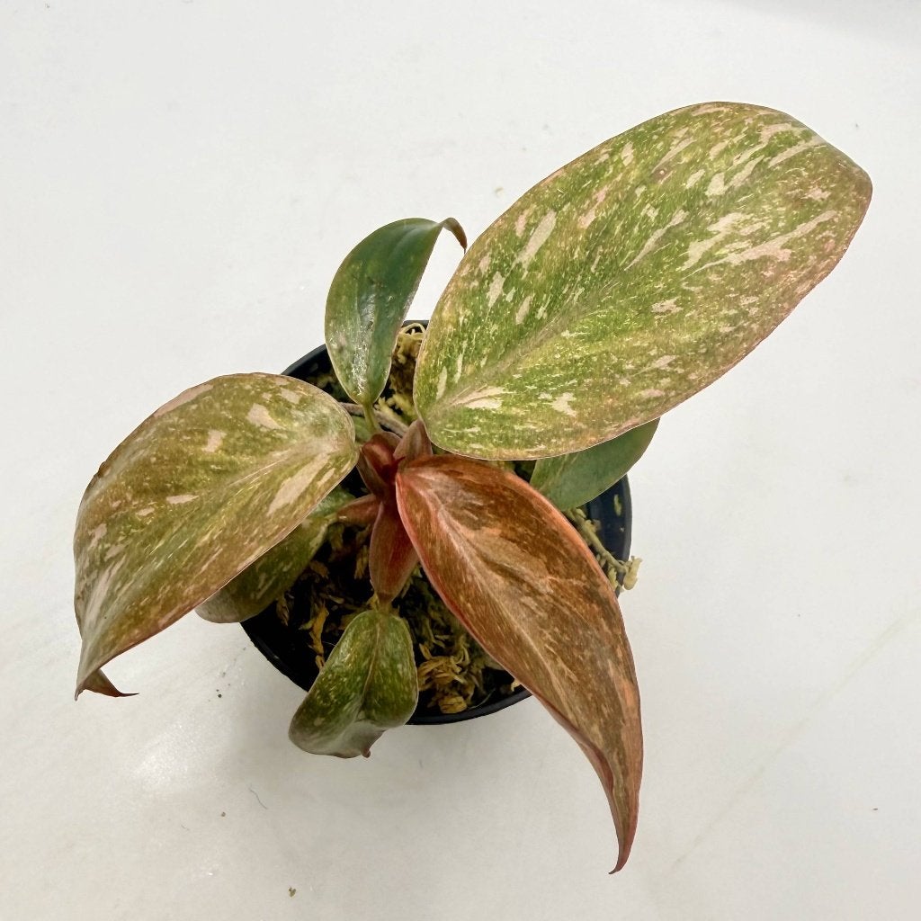 Philodendron Orange Princess Variegated, Huis en Inrichting, Kamerplanten, Verzenden, Halfschaduw, Minder dan 100 cm