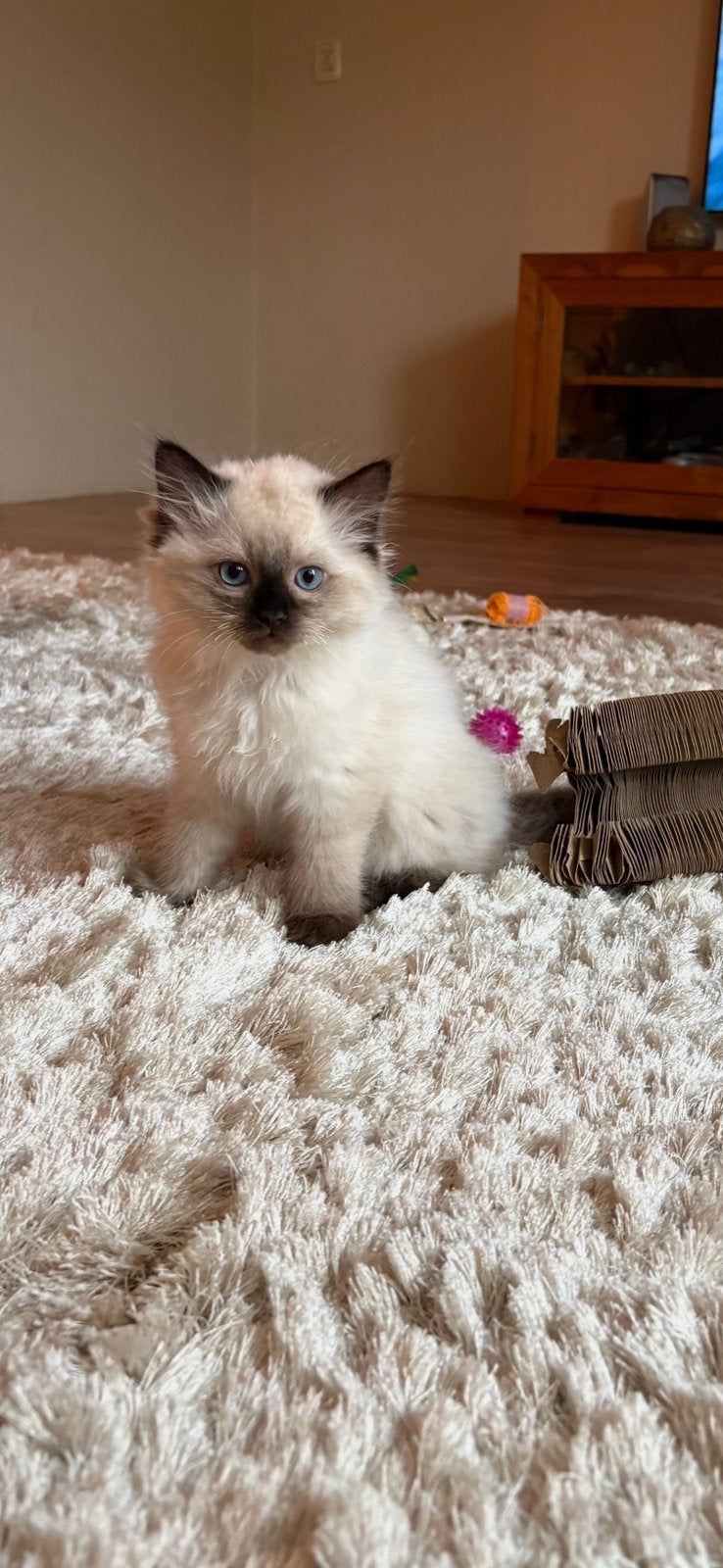 Prachtige raszuivere ragdoll kittens! Nog 1 beschikbaar, Meerdere dieren, Ontwormd, 0 tot 2 jaar