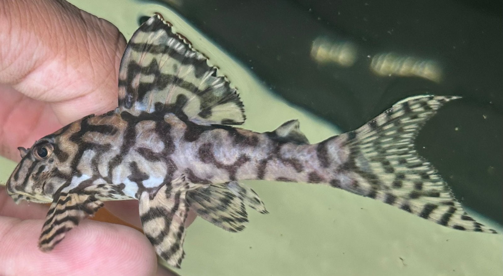 Hypancistrus sp. Seideli L236 | Volwassen Man, Dieren en Toebehoren, Vis