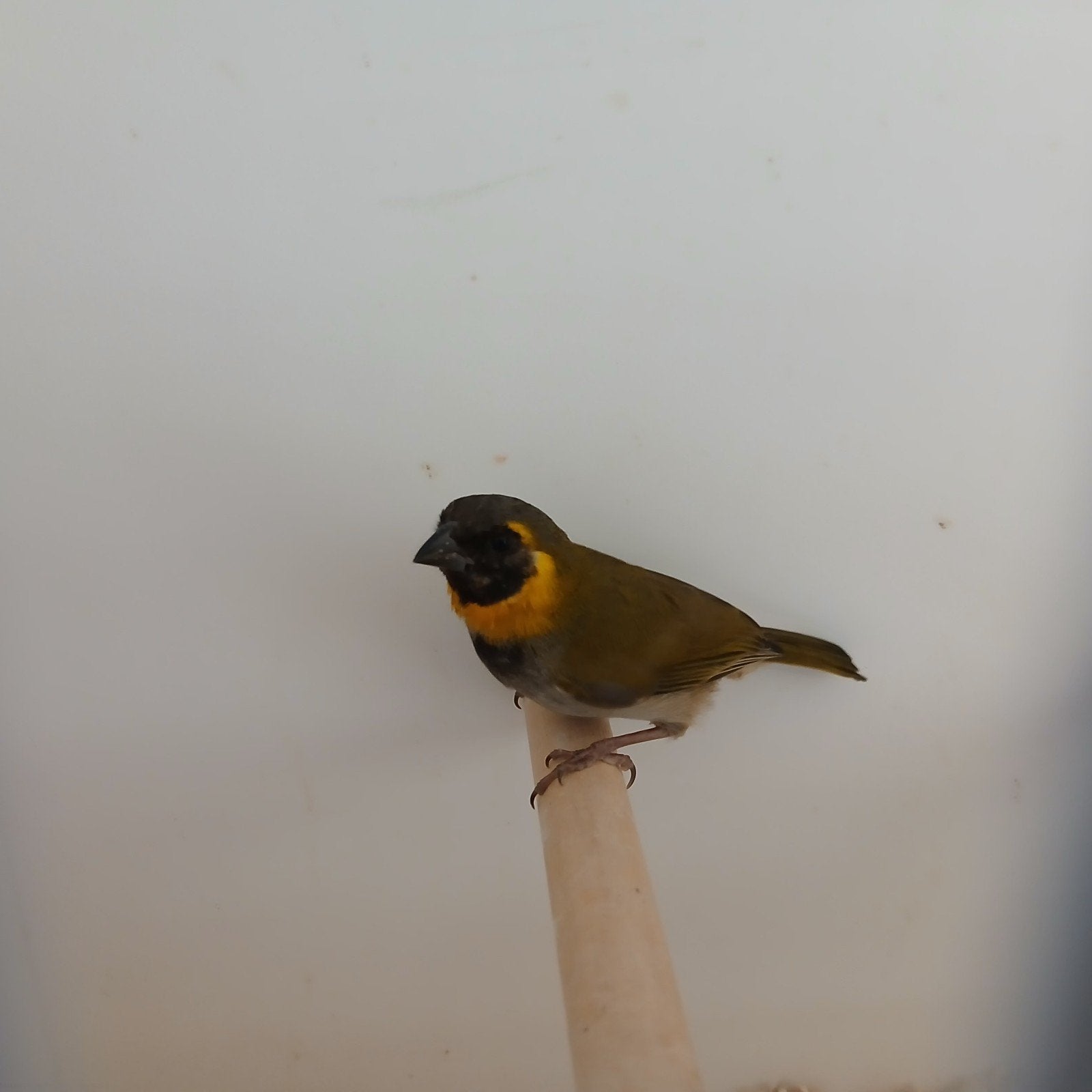 Cubavink man 2026, Dieren en Toebehoren, Vogels | Overige Vogels, Mannelijk, Tropenvogel