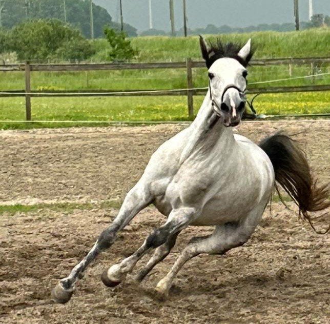 Lieve mensgerichte merrie zoekt goed thuis., Dieren en Toebehoren, Paarden, Merrie, Minder dan 160 cm, Gechipt, 3 tot 6 jaar