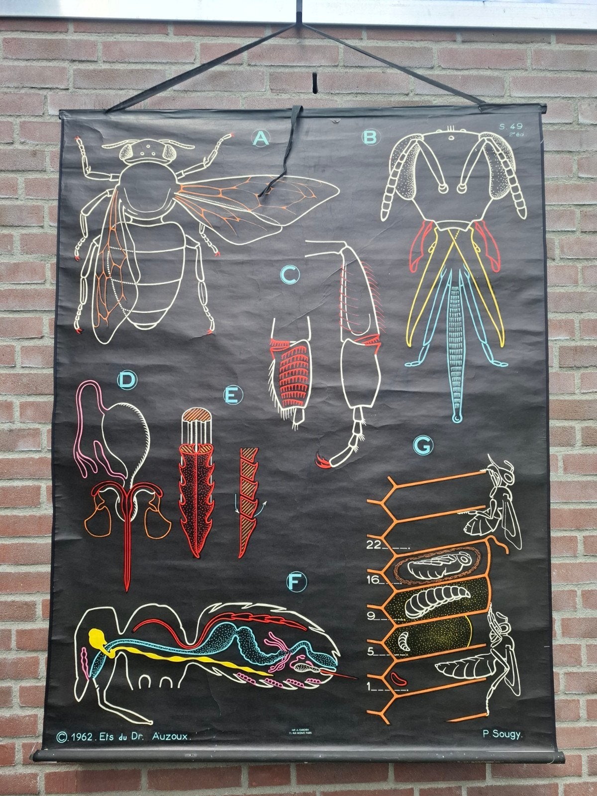Vintage educatieve schoolplaat: Anatomie van de Bij, Ophalen of Verzenden, Natuur en Biologie