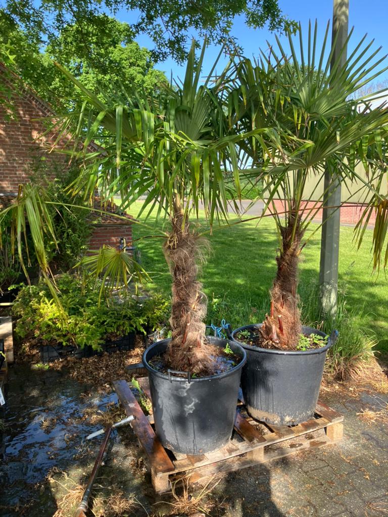 Trachycarpus palmboom 2 stuks, 100 tot 250 cm, Zomer, Palmboom, Ophalen