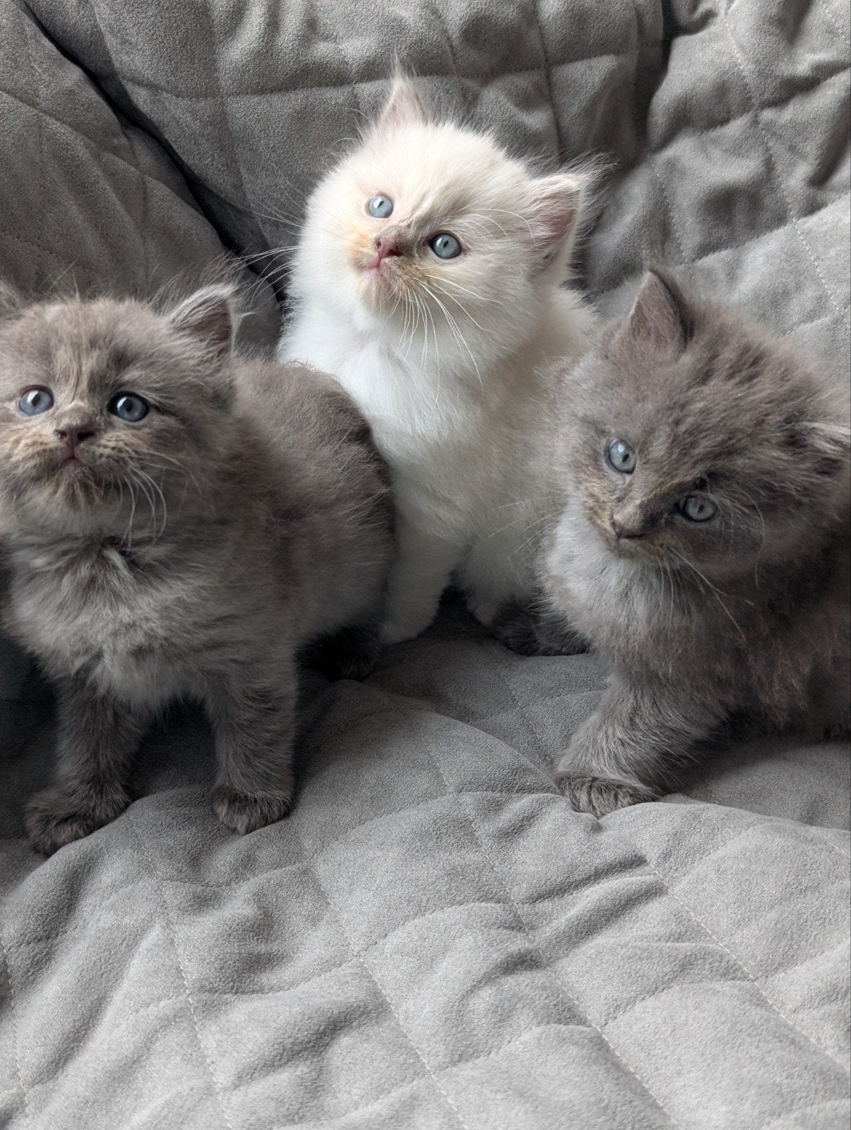 Ragdoll kittens, Dieren en Toebehoren, Katten en Kittens | Raskatten | Korthaar, Meerdere dieren, Gechipt, 0 tot 2 jaar