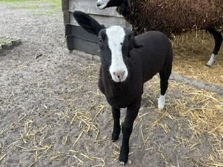 Zwartblesschaap bijzonder lam, Mannelijk, Schaap, 0 tot 2 jaar