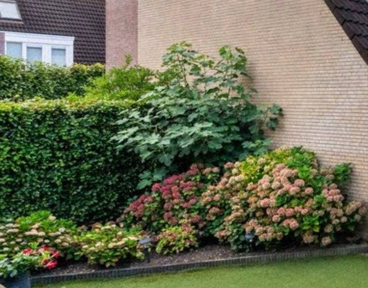 Hortensia's in diverse roze en paarsroze tinten, Vaste plant, Halfschaduw, Zomer, Ophalen