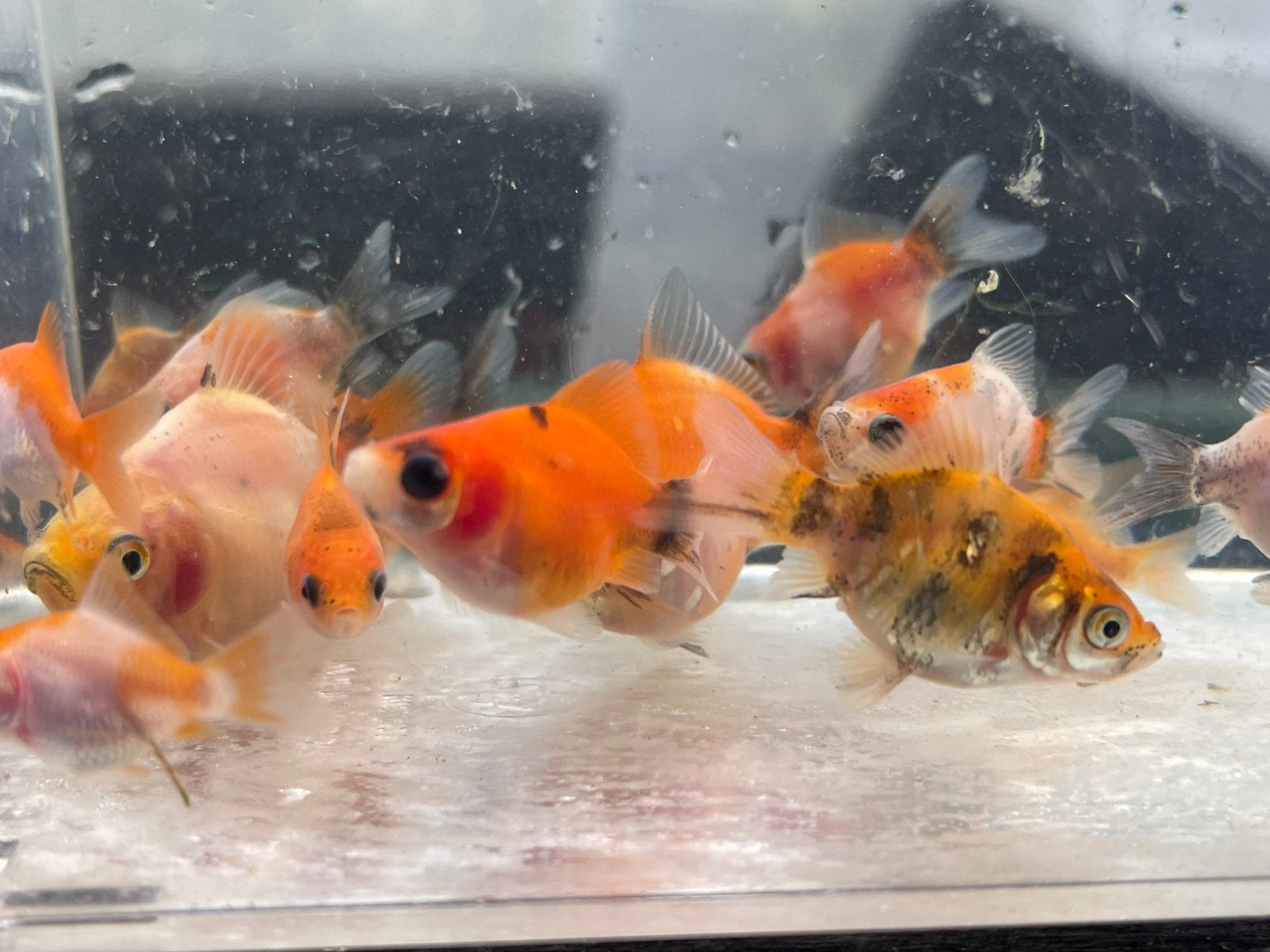 Tamasaba goudvis eigen kweek 2026  20 stuks voor €25,-, Vis, Zoetwatervis