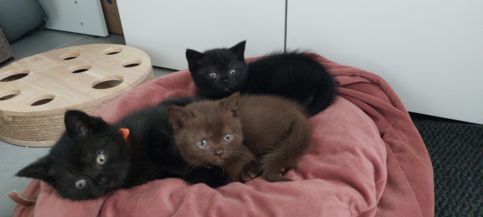 2 zwarte britse korthaar kittens, Meerdere dieren, Ontwormd