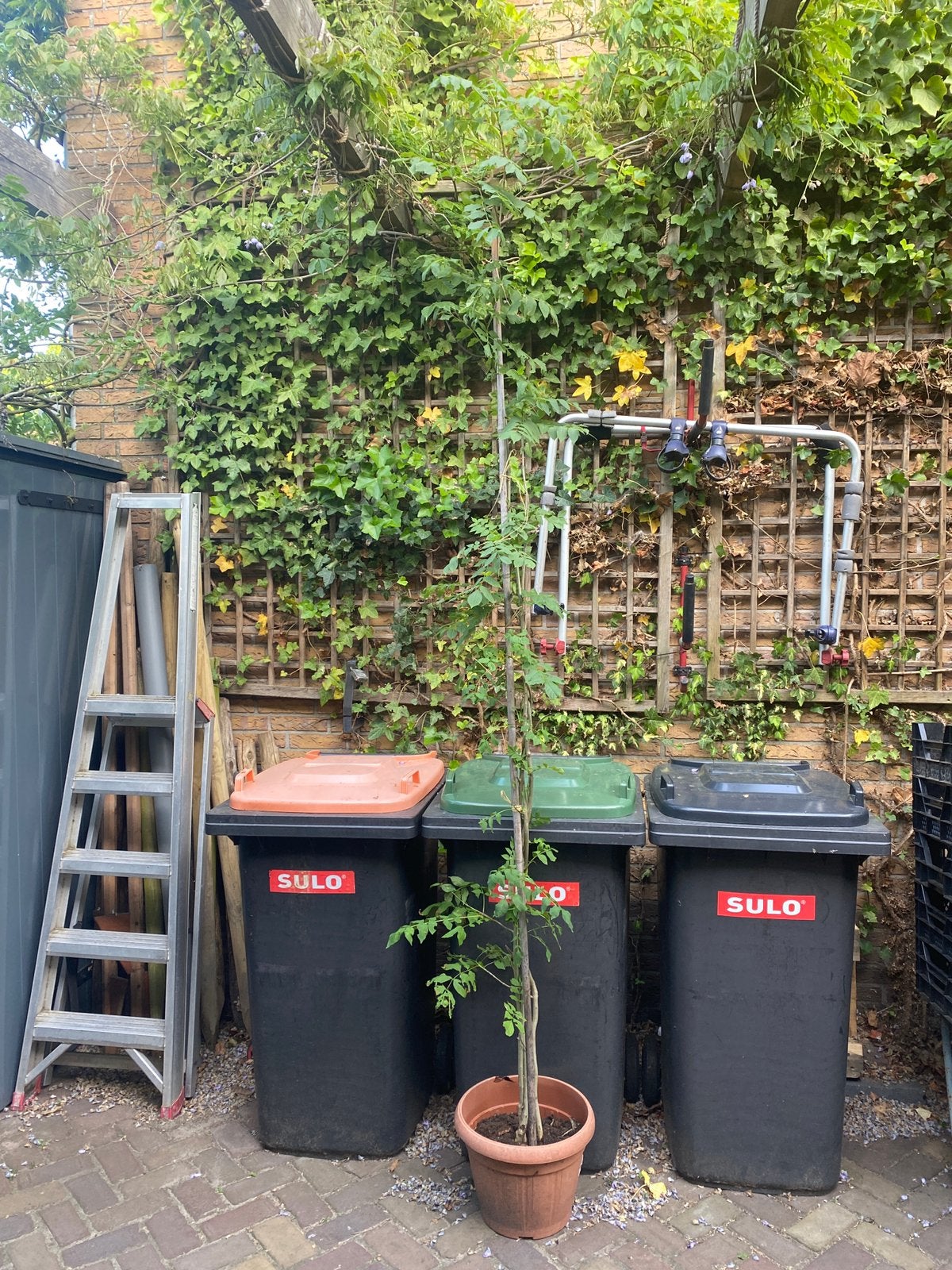 3 stammen samen 1 boom; Es - Fraxinus excelsior, Tuin en Terras, Ophalen, Volle zon, Overige soorten