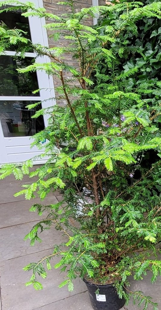 taxus 2 stuks,, Ophalen, Taxus, Minder dan 100 cm