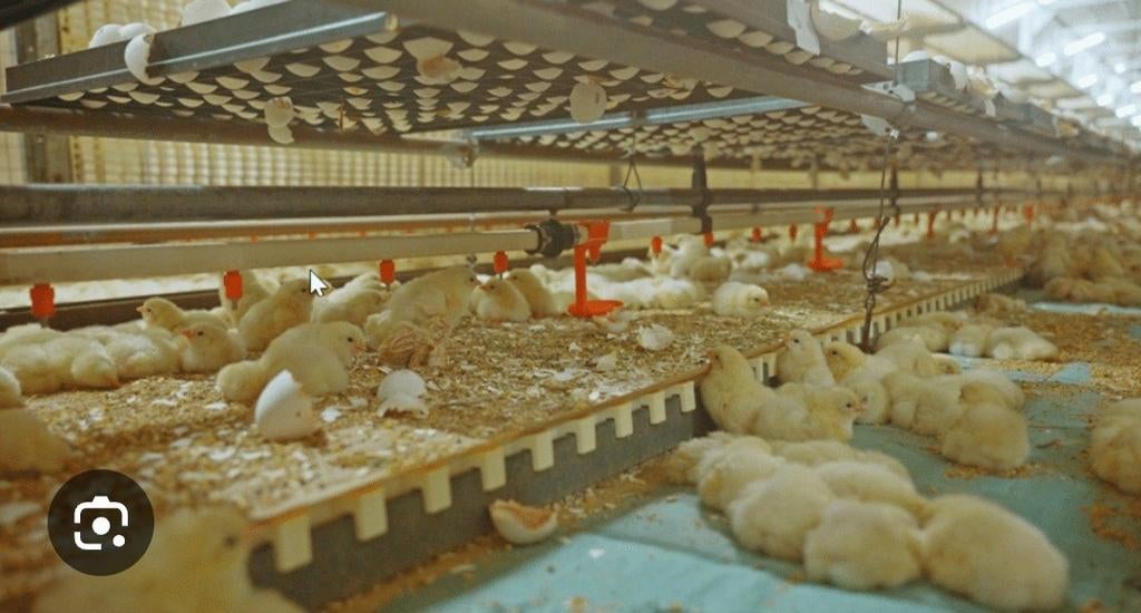 Verschillende soorten kuikens te koop., Dieren en Toebehoren, Pluimvee, Vrouwelijk, Kalkoen