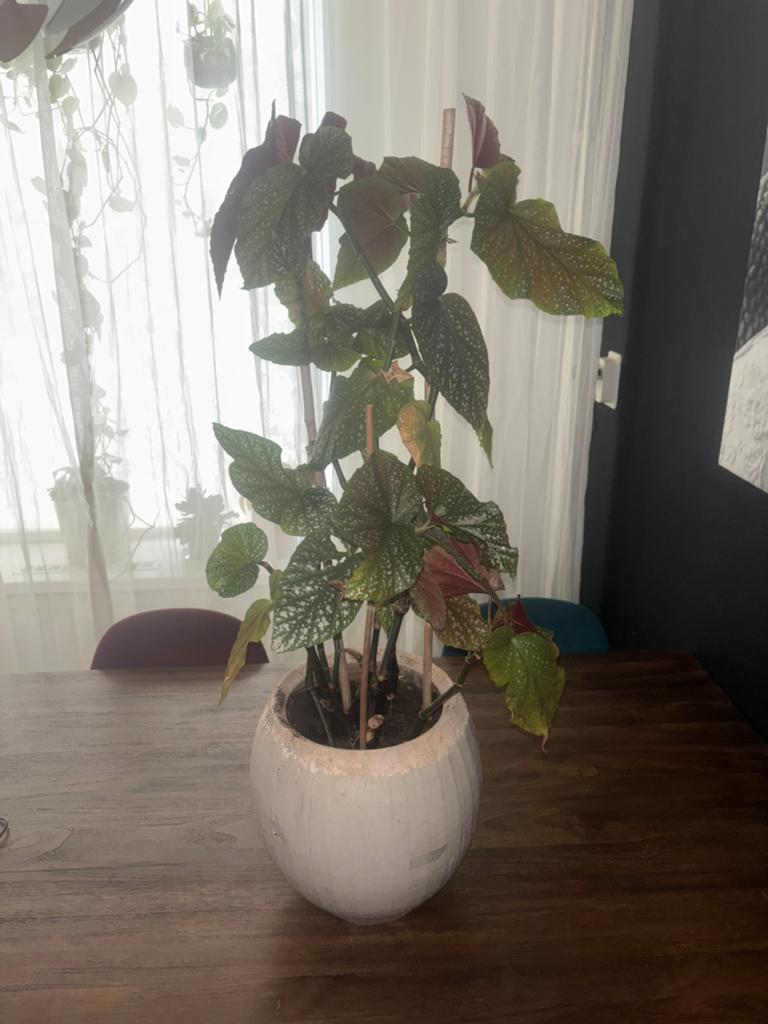 Prachtige begonia, Huis en Inrichting, Kamerplanten, Ophalen, Halfschaduw, Minder dan 100 cm