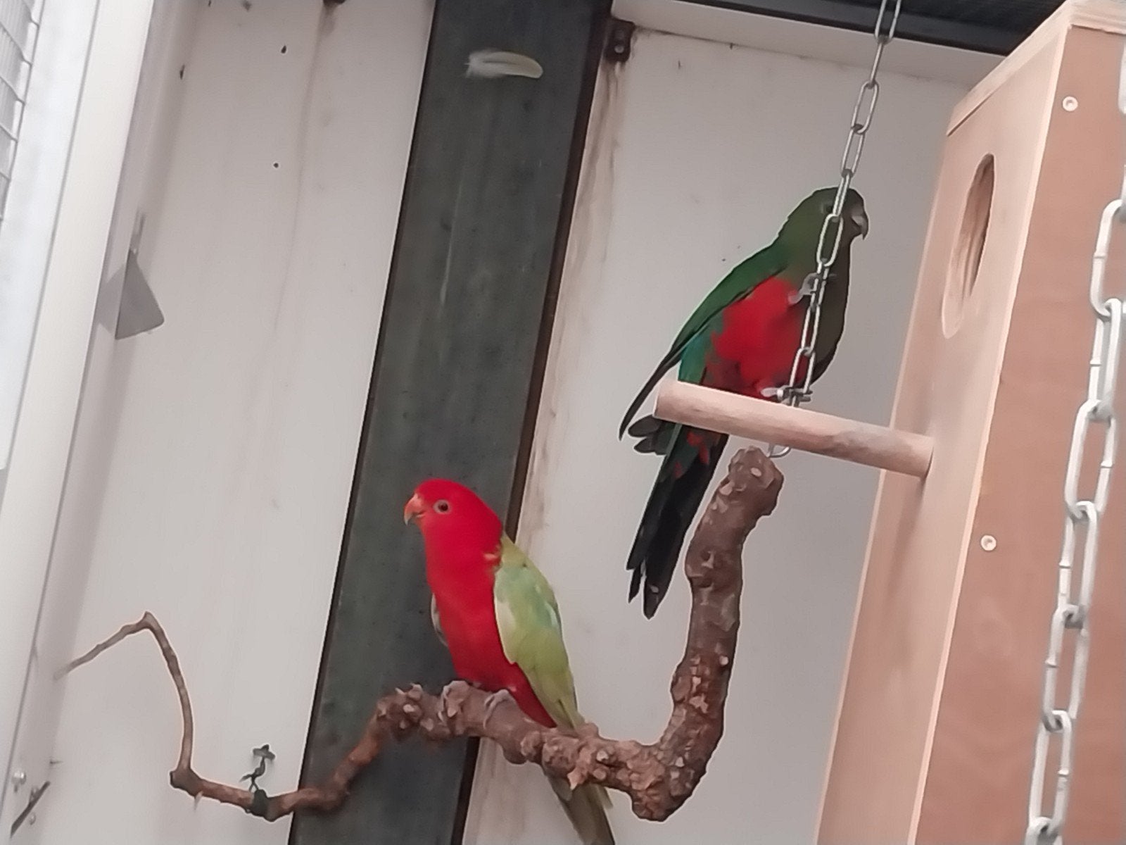 te koop mooi koppel koningsparkieten, Dieren en Toebehoren, Meerdere dieren, Parkiet, Geringd