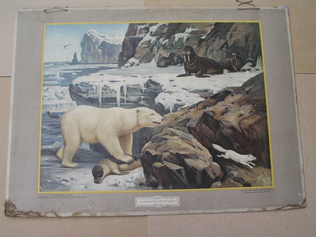 Schoolplaat Te midden van sneeuw en ijs, Antiek en Kunst, Antiek | Schoolplaten, Ophalen, Natuur en Biologie
