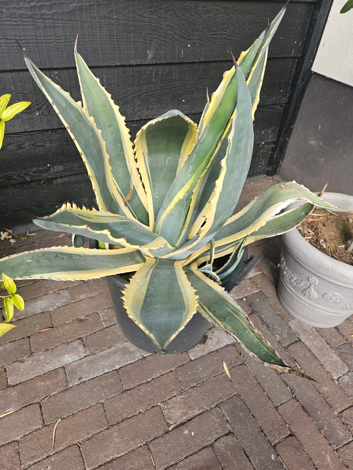 Grote Agave Americana Variegata - Prachtige Kuipplant, Tuin en Terras, Volle zon, Vaste plant, Bloeit niet, Ophalen