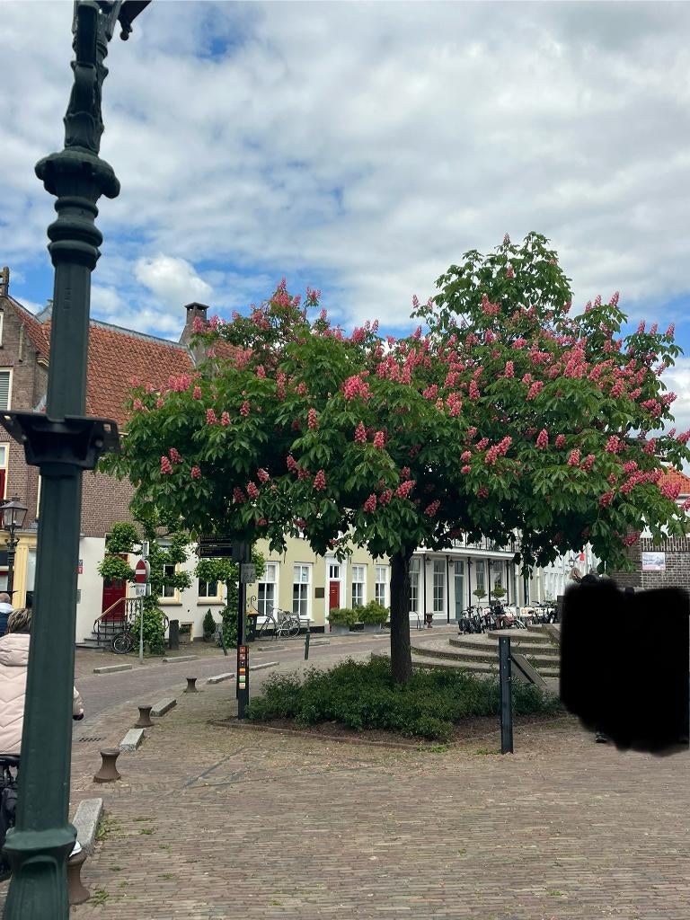 Rode Kastanje bomen, Aesculus carnea briotii, diverse maten, Volle zon, Lente, 250 tot 400 cm, Overige soorten