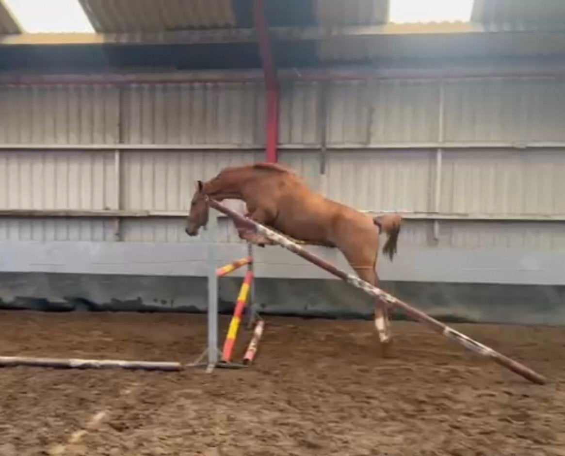 goedbewegende 2 jarige allrounder vos ruin 163, Dieren en Toebehoren, Paarden, Springpaard, Met stamboom, Ruin, Niet van toepassing
