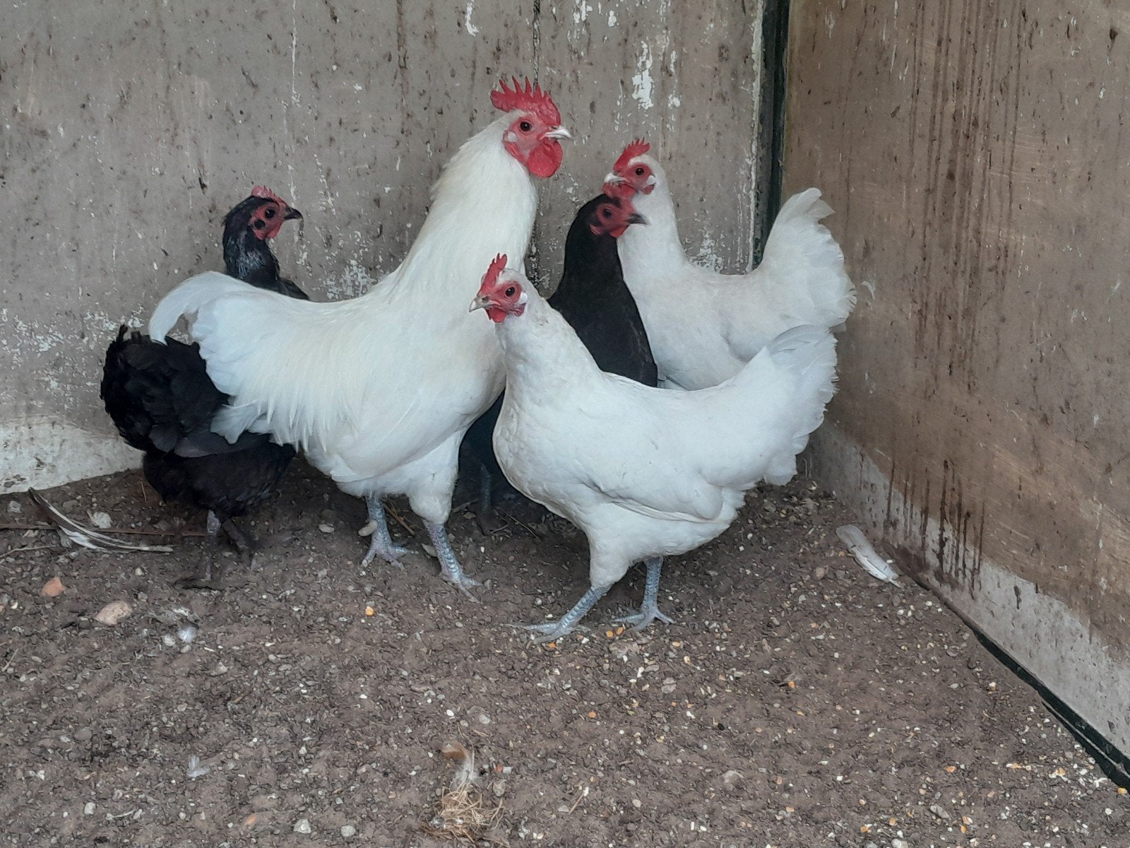 Australorp kriel wit en zwart, Dieren en Toebehoren, Pluimvee, Meerdere dieren, Kip
