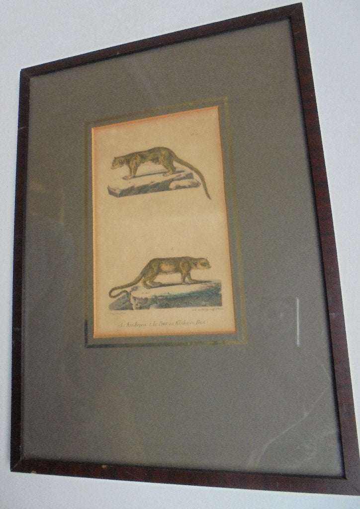 1837 originele Litho Kinkajou (rolstaartbeer) Burggraaff, Antiek en Kunst, Ophalen