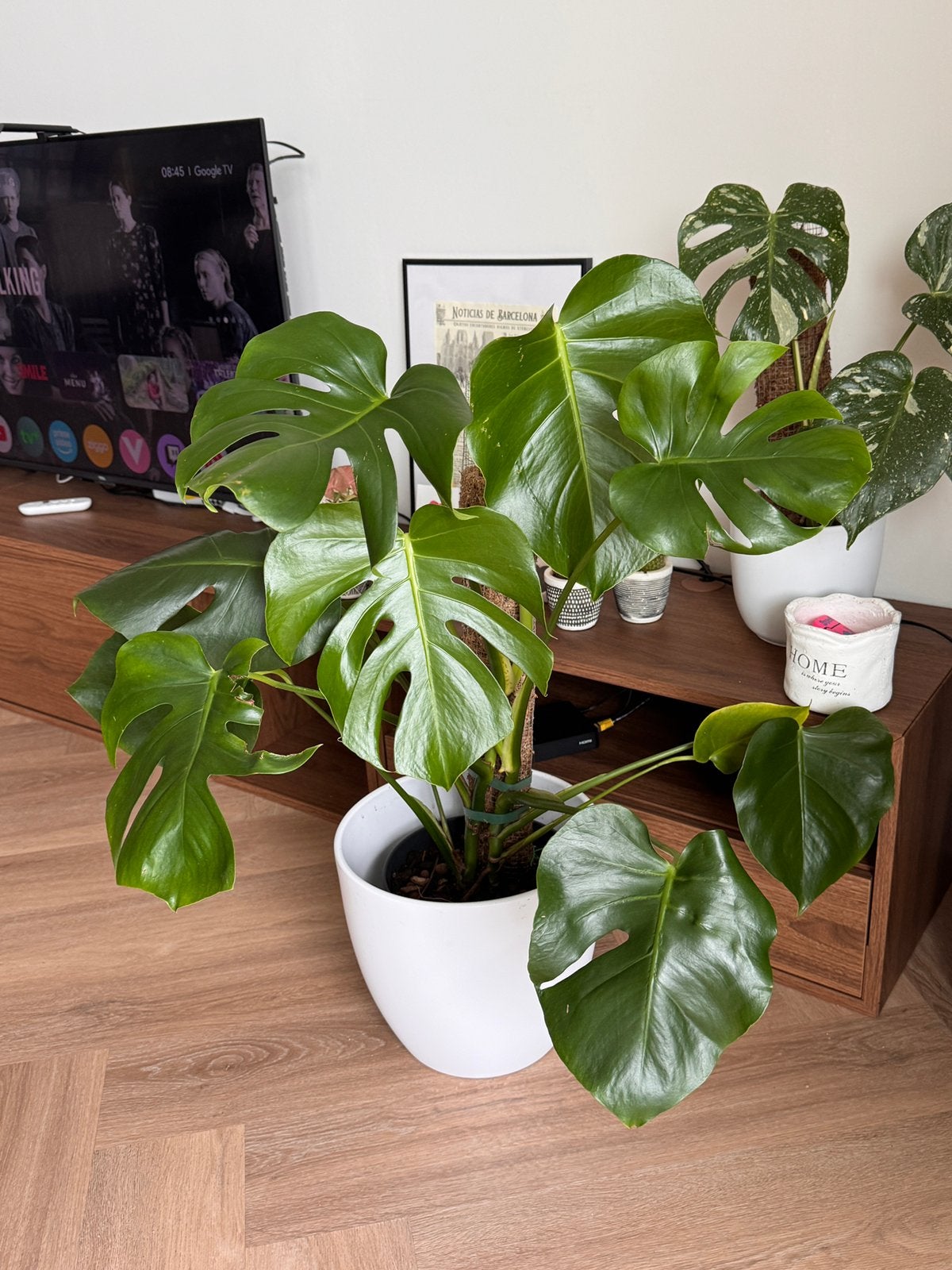 Gezonde Monstera Deliciosa’s - klein & groot, Ophalen, 100 tot 150 cm, Overige soorten, Halfschaduw