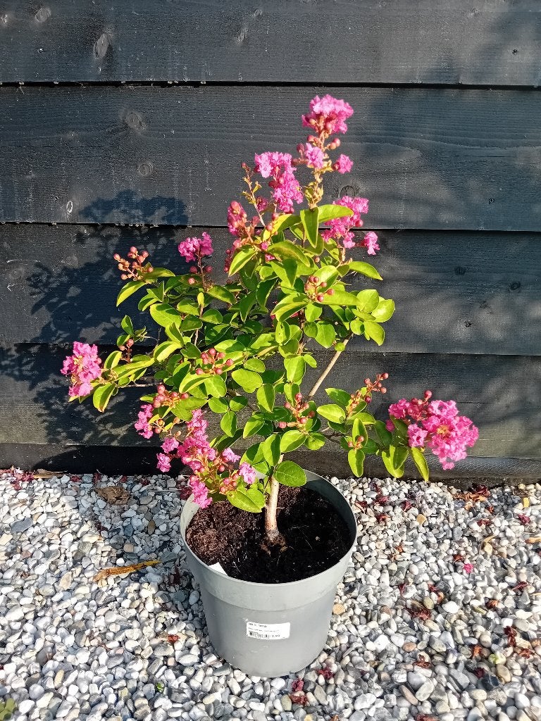 Lagerstroemia Satenau fuchsia kleur, Tuin en Terras, Overige soorten, Volle zon, Vaste plant, Ophalen of Verzenden
